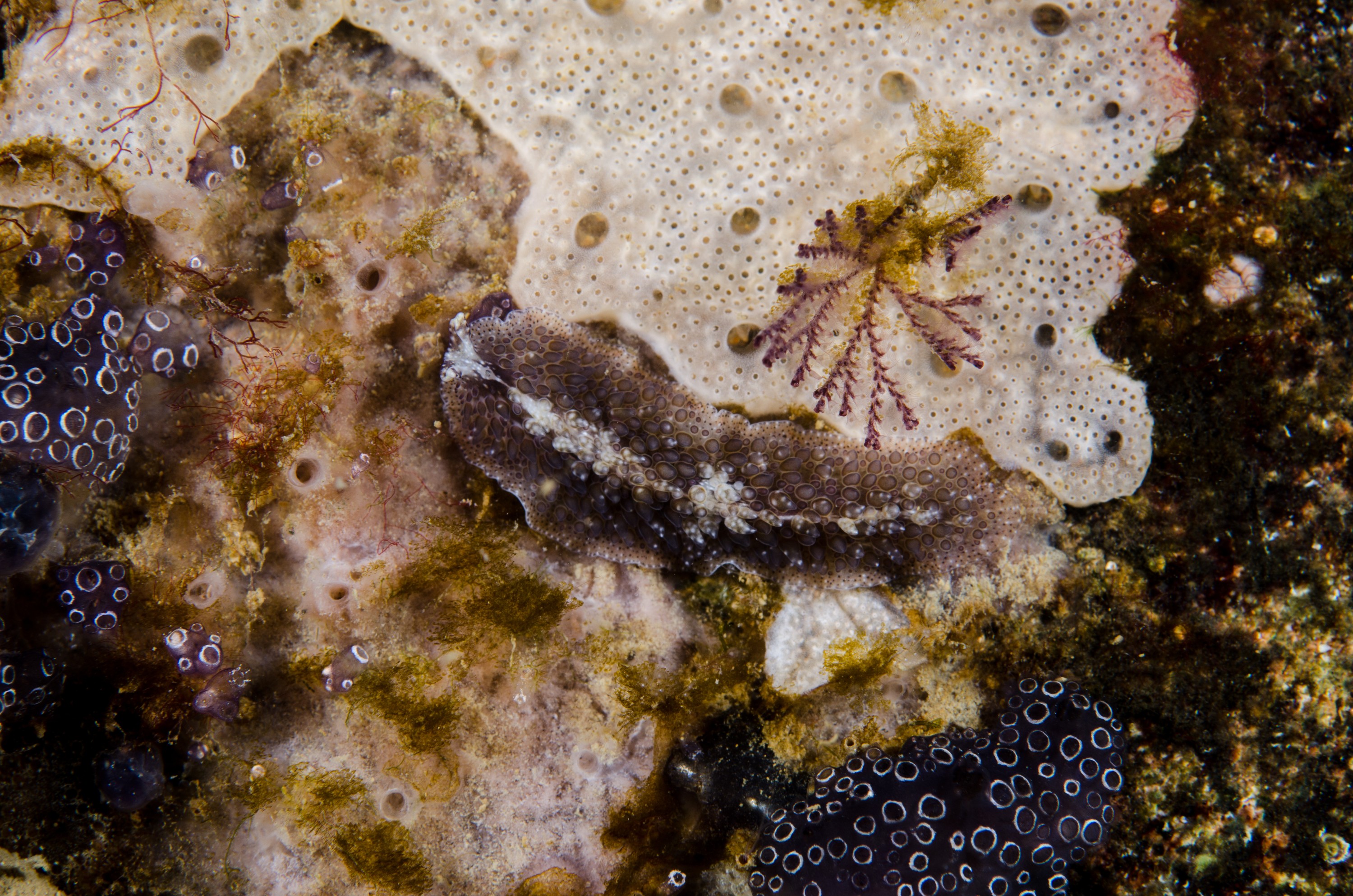 DSC_5936 – crispin, nz, new, zealand, new zealand, Flatworm, Thysanozoon, brochii, marsden, cove, marina